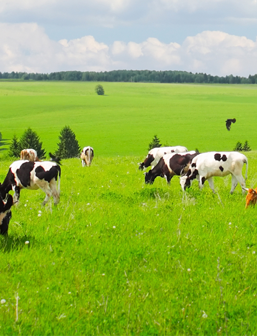 Cleanline farm services cows on field-1