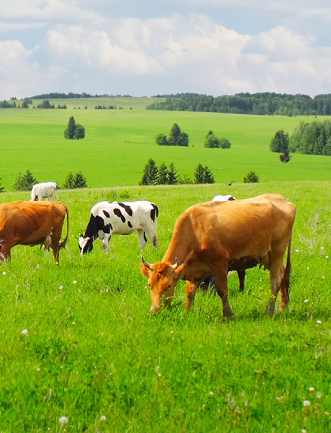 Cleanline farm services cows on field-2