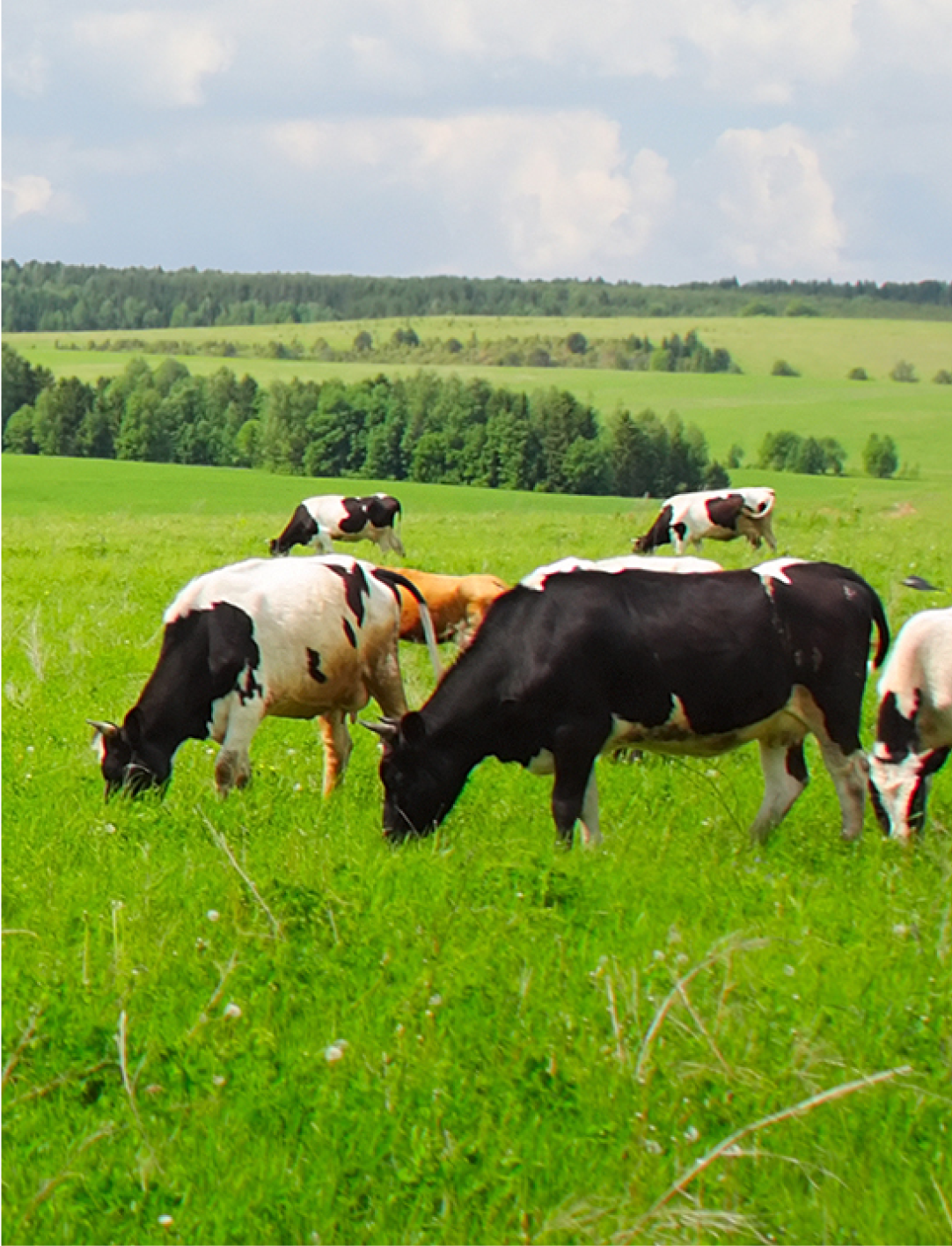 Cleanline farm services cows on field-3