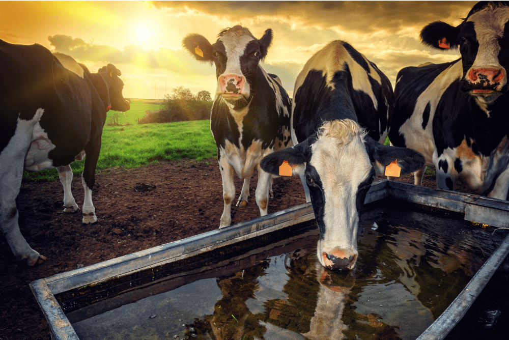 Dairy hygiene and dairy health